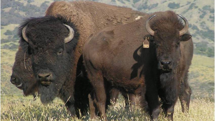 bison group with tag