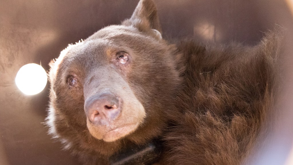 Https Www Nbclosangeles Com News National International Late Night Amber Ruffin Black Panther 2132112 Late Night Amber Says What Black Panther Edition Late Night Writer Amber Ruffin Recaps What S Happening In Pop Culture News Https Www