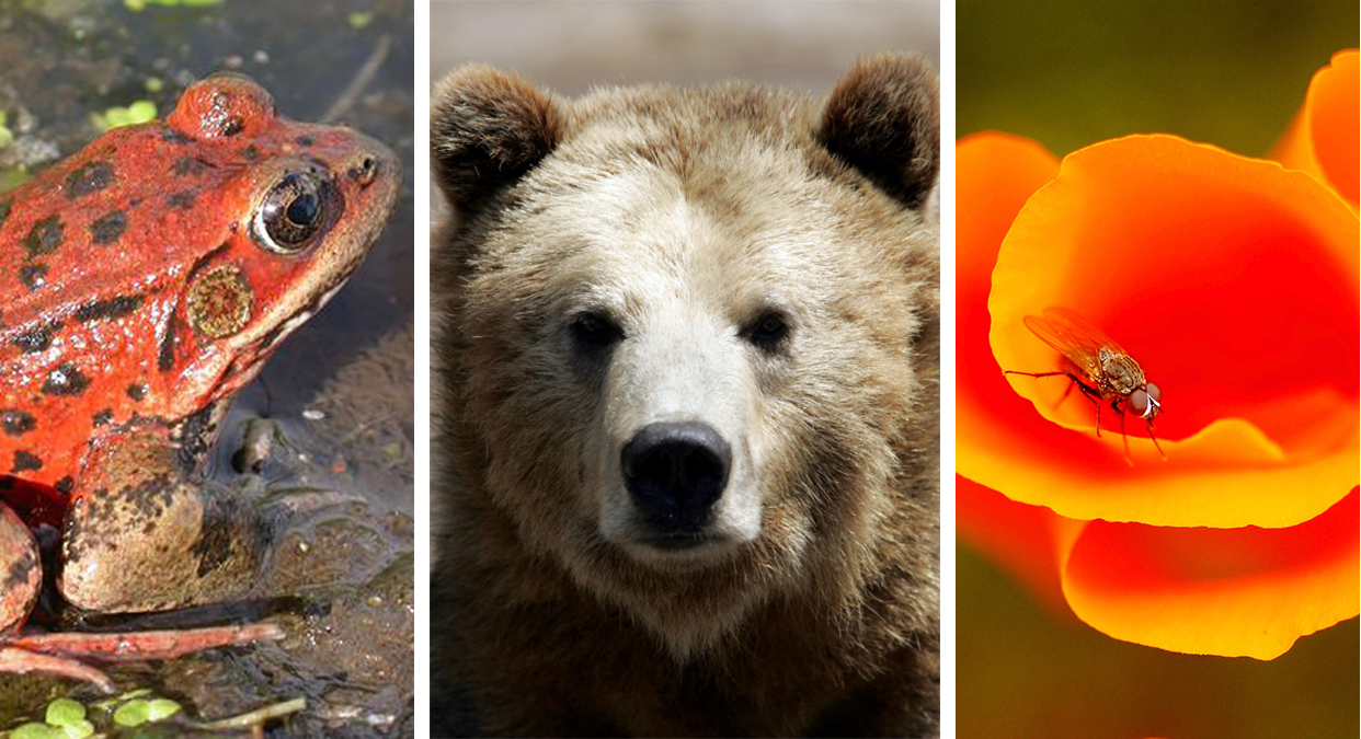 List California S Many State Symbols In Photos Nbc Los Angeles