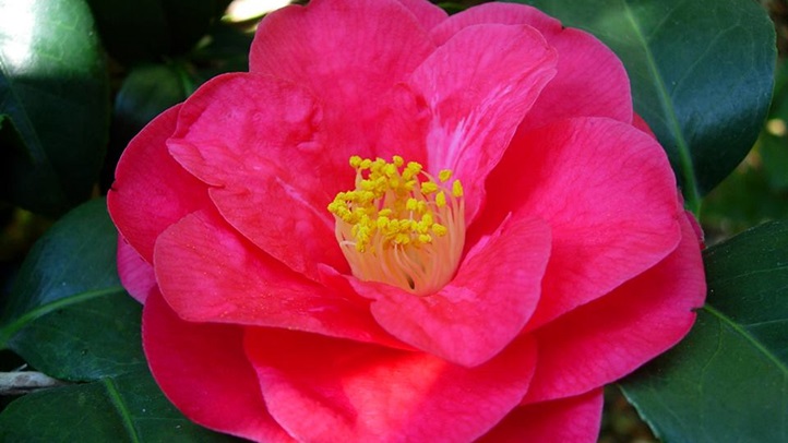 camelliadescanso123456789