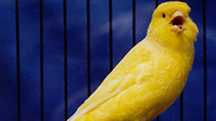canarycropped