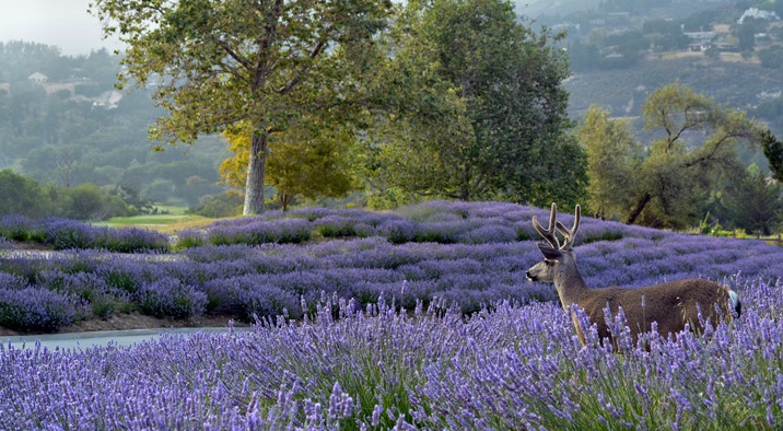 carmellavenderhoney