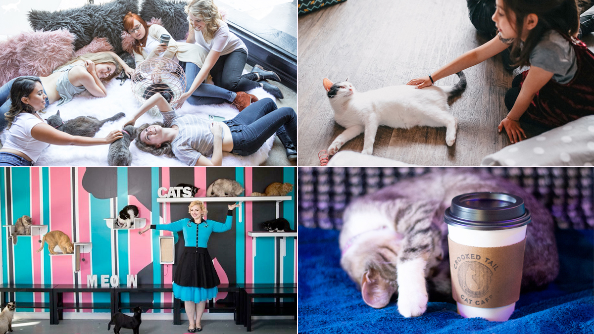 Cat Caf s New Purrfect Paradises for At Risk Shelter Cats Cat Caf s New Purrfect Paradises for At Risk Shelter Cats