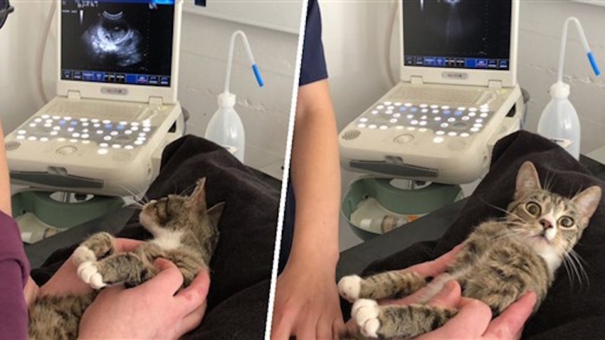 pregnant cat