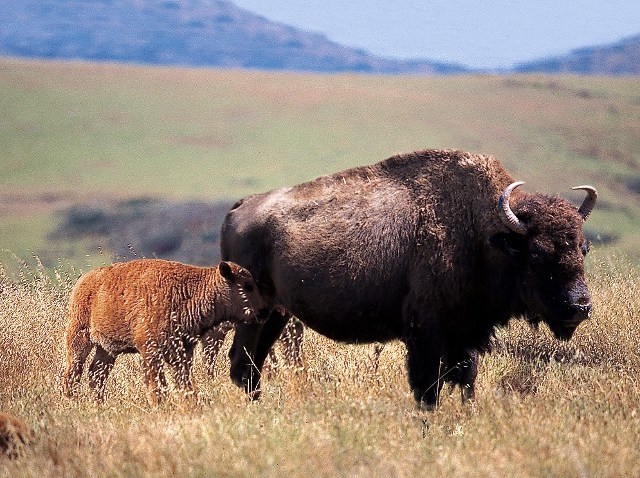 catalinababy buffalo-spring