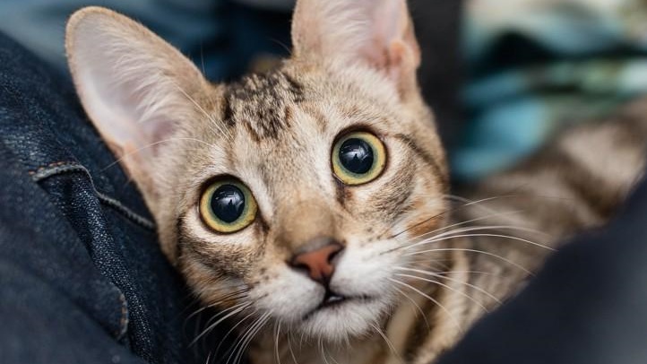 catcafedtlamay2019