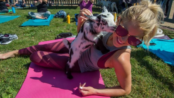 centennialfarmgoatyoga2
