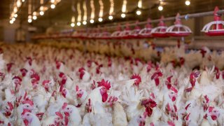 Chickens in plant