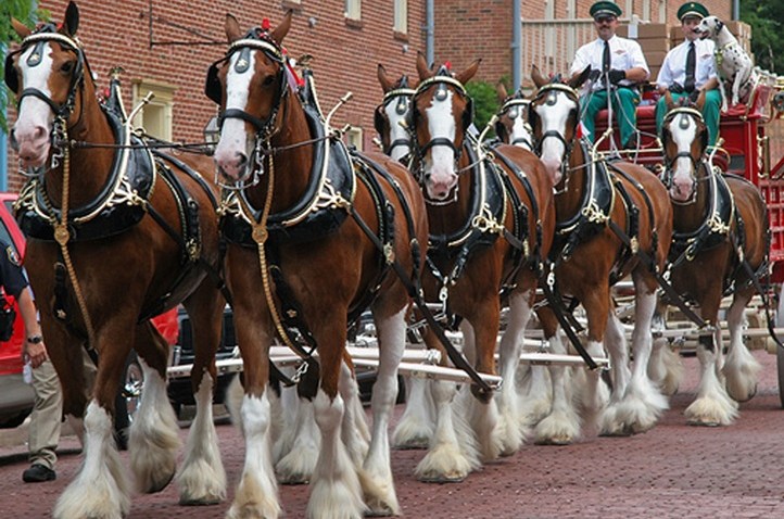 clydesdalesoc234