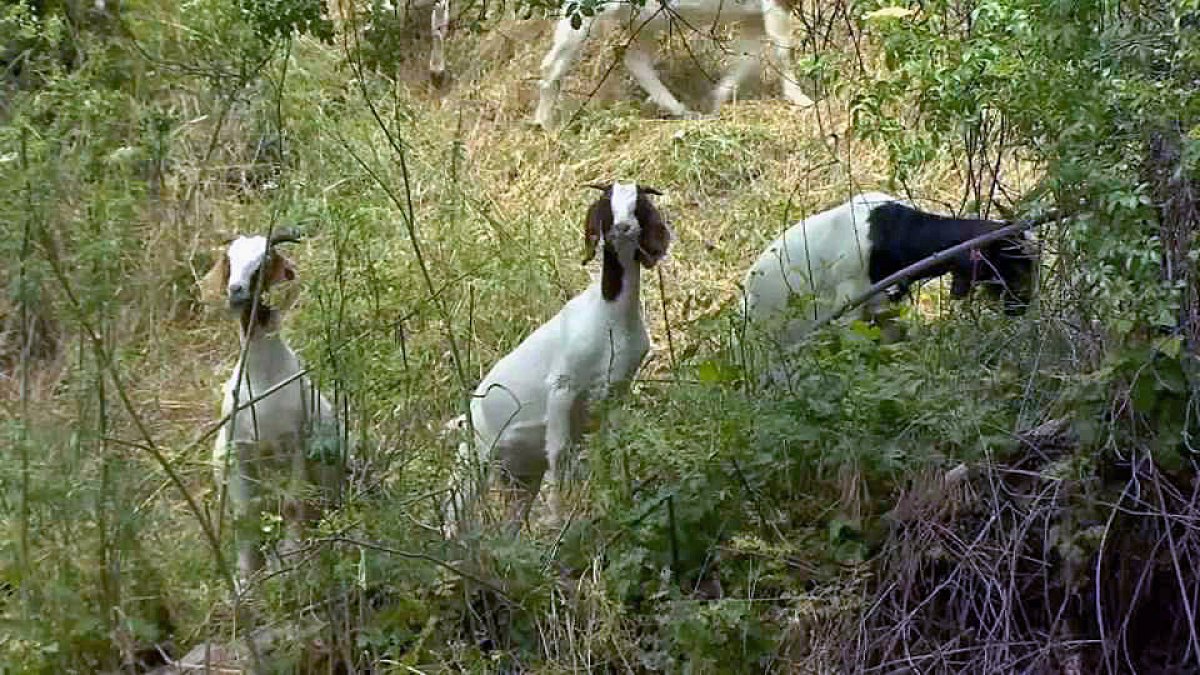 Goats Tackle Wildfire Risk in Glendale Park