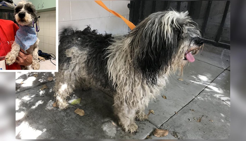 Https Www Nbclosangeles Com News Wife Watches Husband Get Killed By Hit And Run Driver Los Angeles 145850 Https Media Nbclosangeles Com 2019 09 Wife Watches Husband Get Killed By Hit And Run Driver Jpg Fit 1024 2c576 Wife Watches