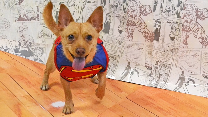 comicconpupsandiego1