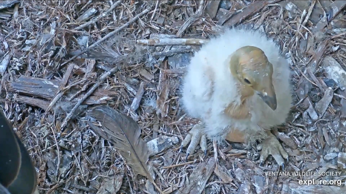 The Redwood Condor Chick Is a Beaky Bundle of Joy – NBC Los Angeles