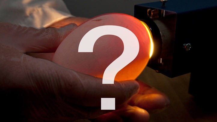 condoregghatchmystery