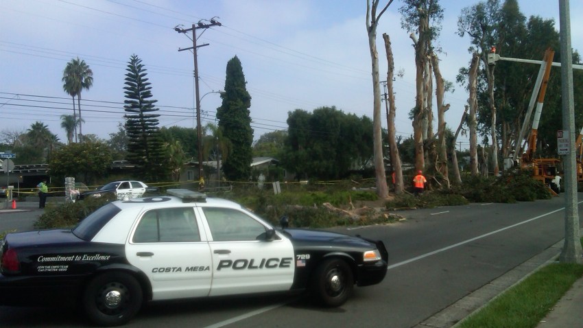 costa-mesa-trees-7