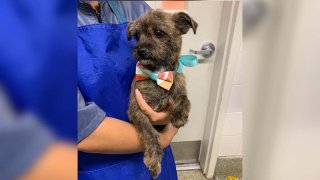 Ferrero is at the Inland Valley Humane Society & SPCA.
