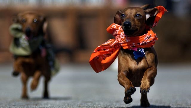 dachshundraces9289238232
