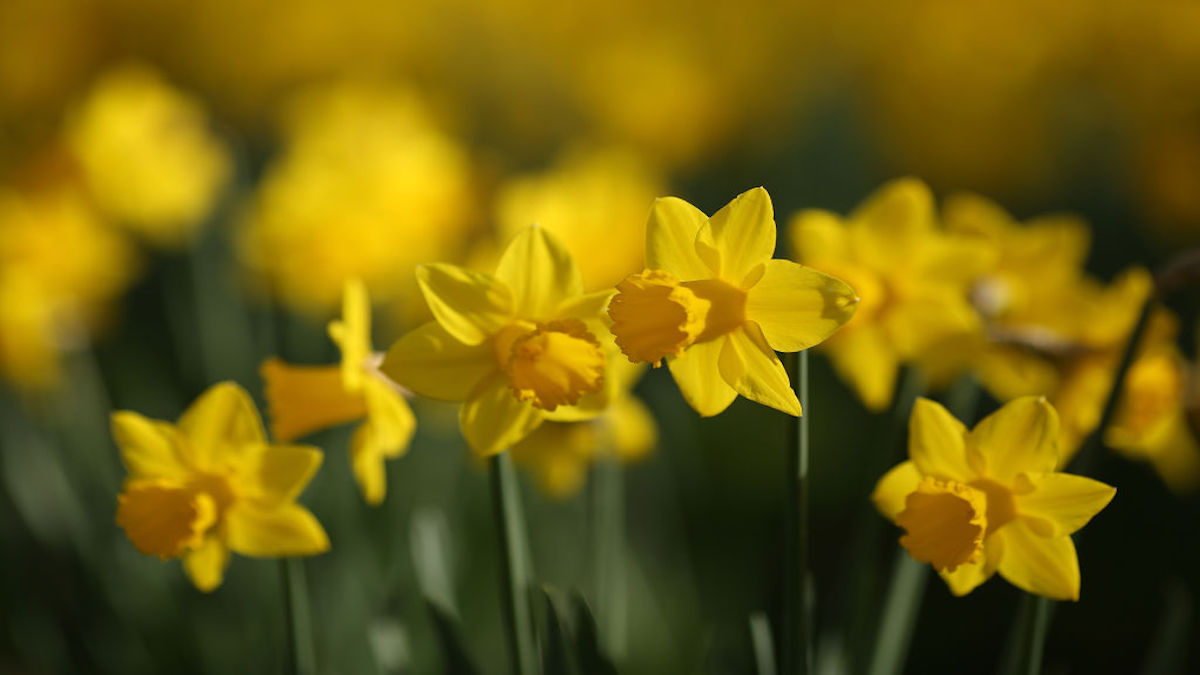 Oodles of Daffodils — Like 80,000 — Are Expected to Bloom at This ...