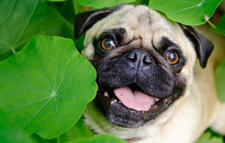 dailypuglet_apr22