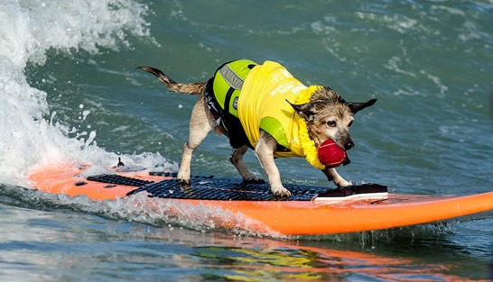 delmardogsurf12