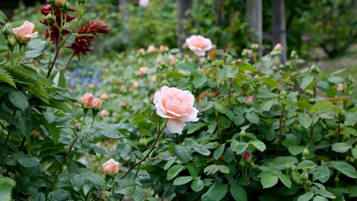 Free Descanso Days Reservations Now Required Nbc Los Angeles