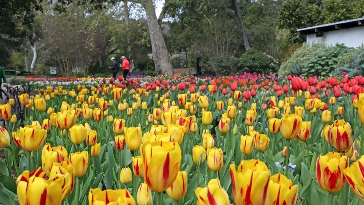 Descanso Gardens Is Planting 30,000 Tulip Bulbs This Week NBC Los Angeles