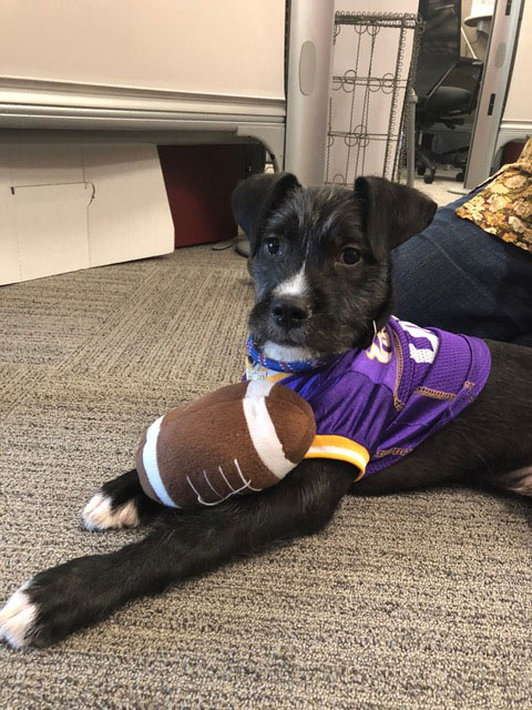 vikings pet jersey