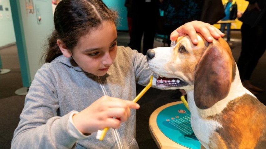 Pup People This Exhibit Is Almost Dog Gone Nbc Los Angeles