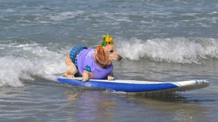 Surfer Dogs It S Time To Register For School Nbc Los Angeles