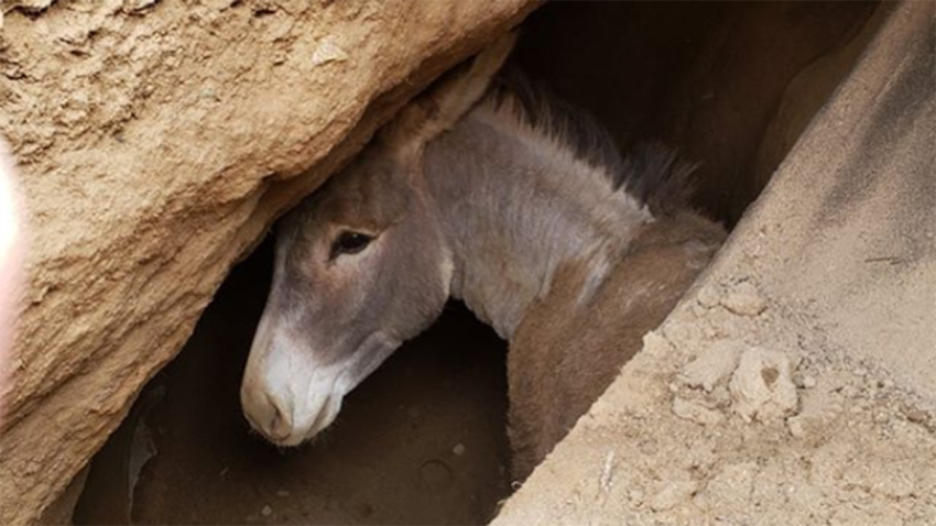 donkey sinkhole thumbnail