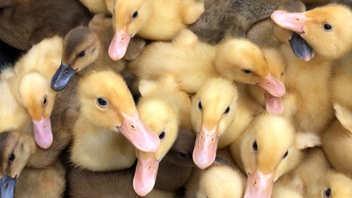 ducklingsunderwoodfamilyfarms