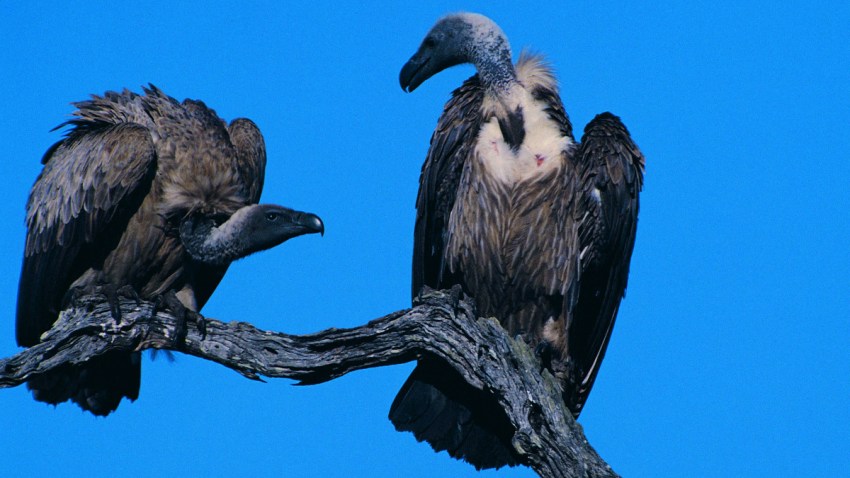 020309 vultures p1