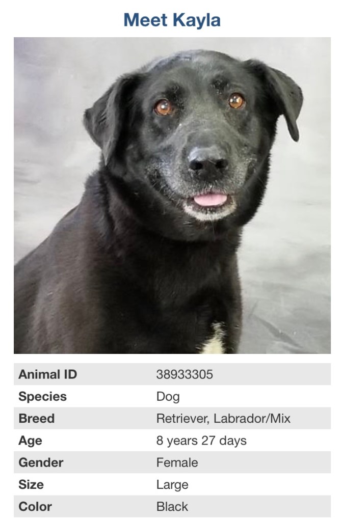 Https Www Nbclosangeles Com News 15 Year Old Girl Shot And Killed While Waiting For Food With Her Mother In South La 47181 2018 04 29t20 56 41 00 00 Https Www Nbclosangeles Com News Magnitude 25 Earthquake Jolts Loma Linda Early Saturday