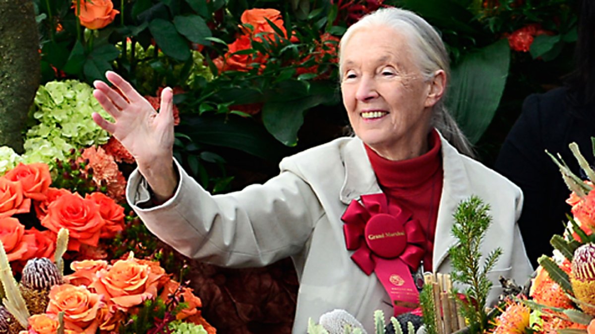 Renowned Primatologist Jane Goodall Dies Age 91 on US Tour