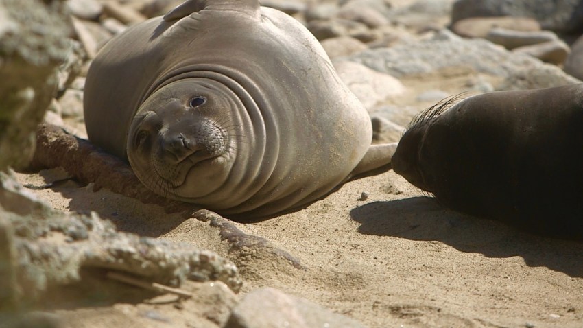 elephant seal face 2