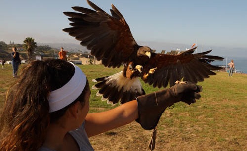 falconrylajolla12232