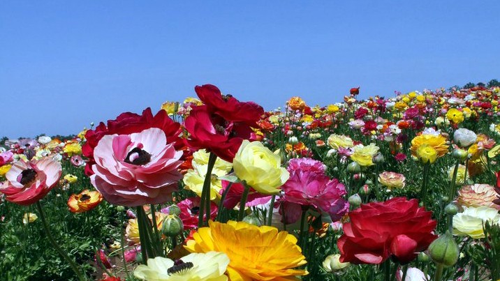 flowerfields092939222