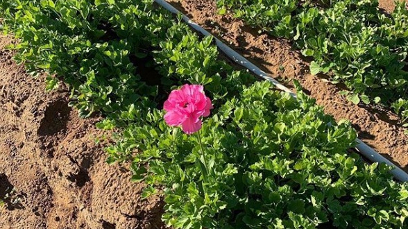flowerfields2019firstflower1