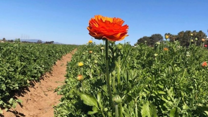 The First Blossoms Are Popping At The Flower Fields Nbc Los Angeles