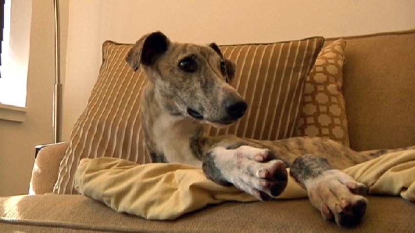 found whippet