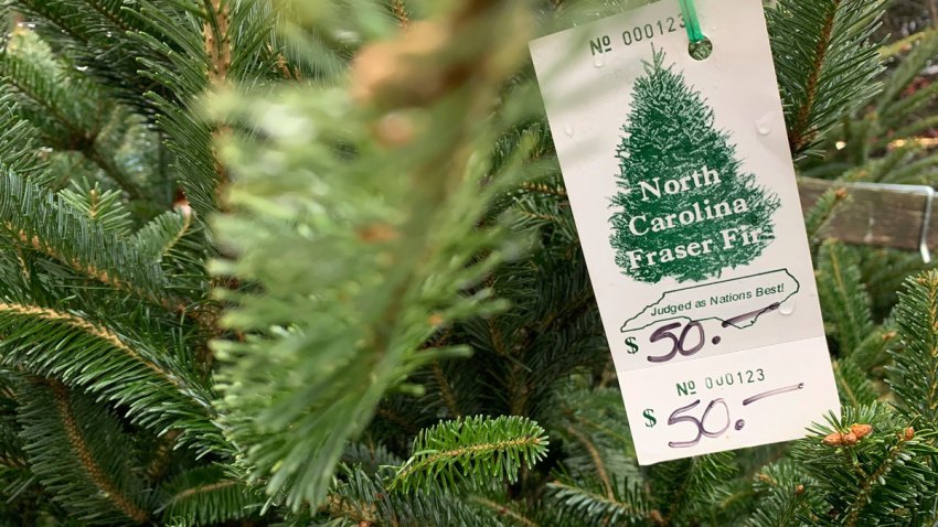 close-up image of Fraser fir Christmas Treetree