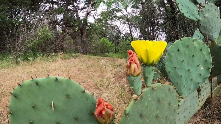 A cactus plant with flowers stands in a field. May 18, 2020.