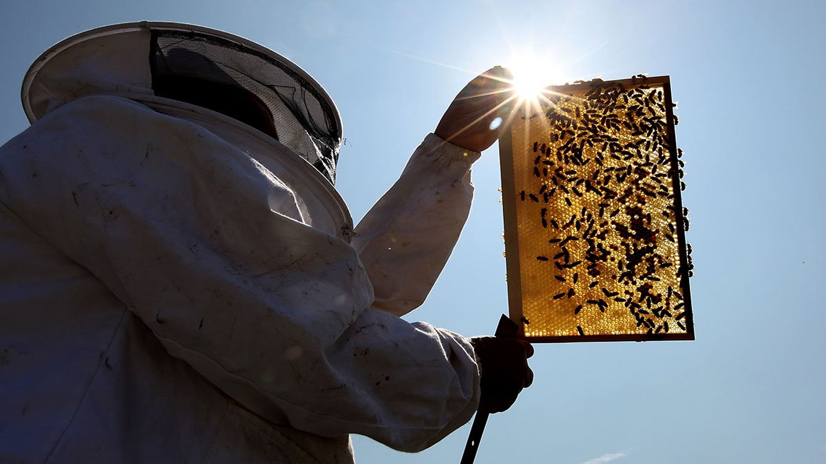 Beekeepers Turn to Anti-Theft Technology as Hive Thefts Rise in California – NBC Los Angeles - Vimarsana News