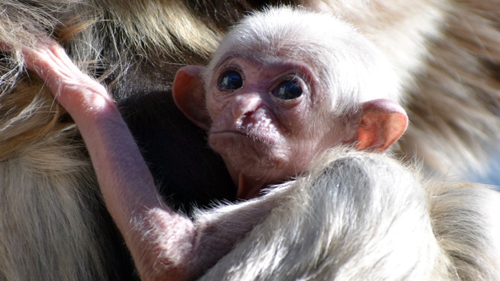 gibbonbabyname2017