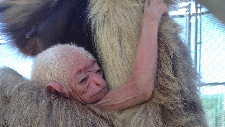 gibboncenterbabysurprise