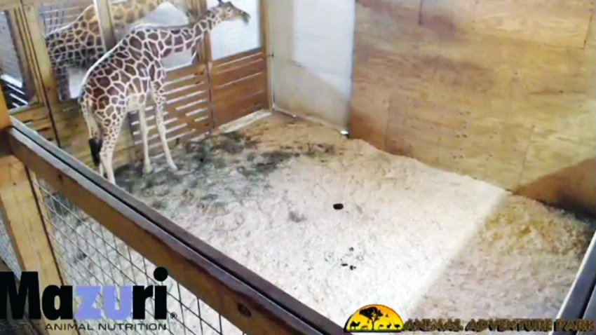giraffe8