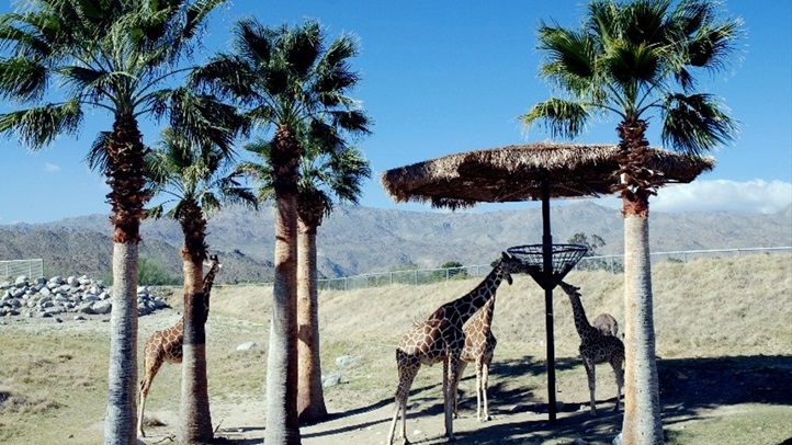 giraffelivingdesertvisitcalifornia