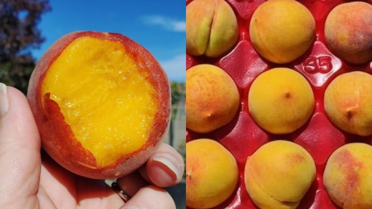 Gold Dust Peach Season Is Now Flowering NBC Los Angeles
