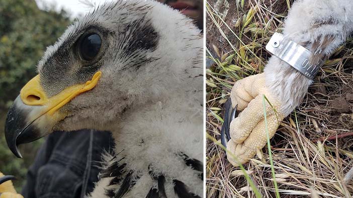 Aww Pair Of Rare Golden Eagle Chicks Discovered For The