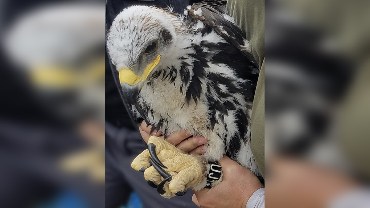 Rare Golden Eagle Chicks Discovered In The Santa Monica